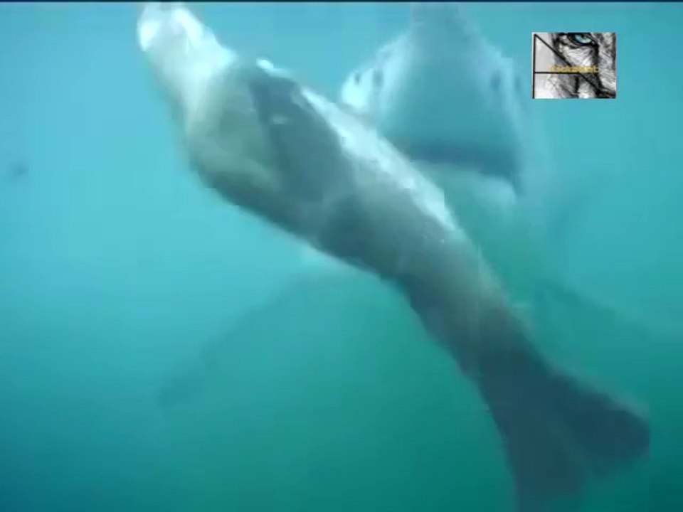 Double Great White Attack
