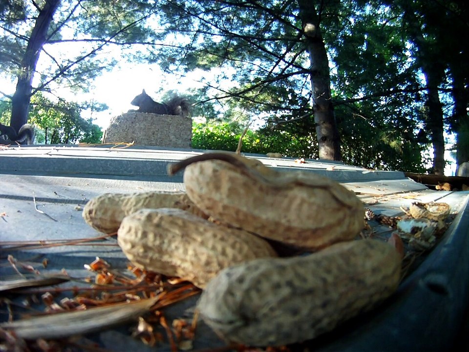 Festins pour écureuils le 16 septembre 2015. www.michellebeaualuminium.com