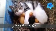 قطة تحضن اولدها  وتعاملهم كانها امهم  2015,سبحان الله العظيم.