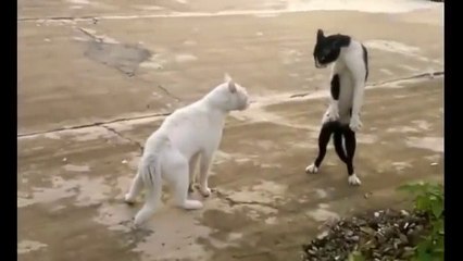 Crazy Cats - Çılgın Kediler (TR)