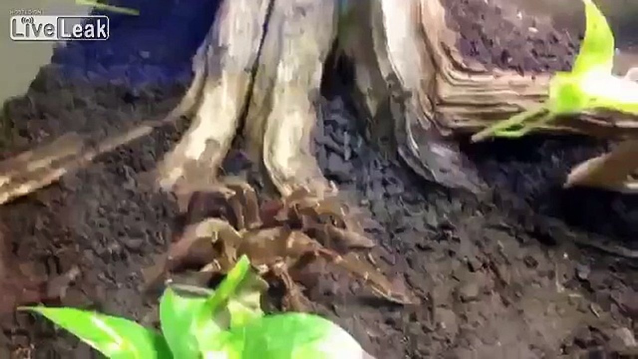 Goliath Bird Eater Tarantula Eats Mouse