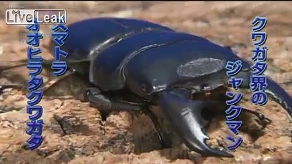 *New Episode*: Stag Beetle VS Black Earth Tiger Tarantula [P2]