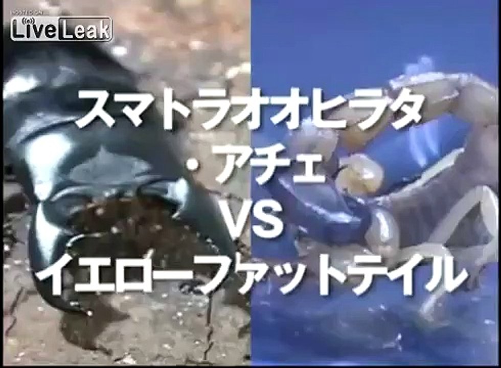 *New Episode*: Stag Beetle VS Yellow Fat Tail Scorpion [P4]