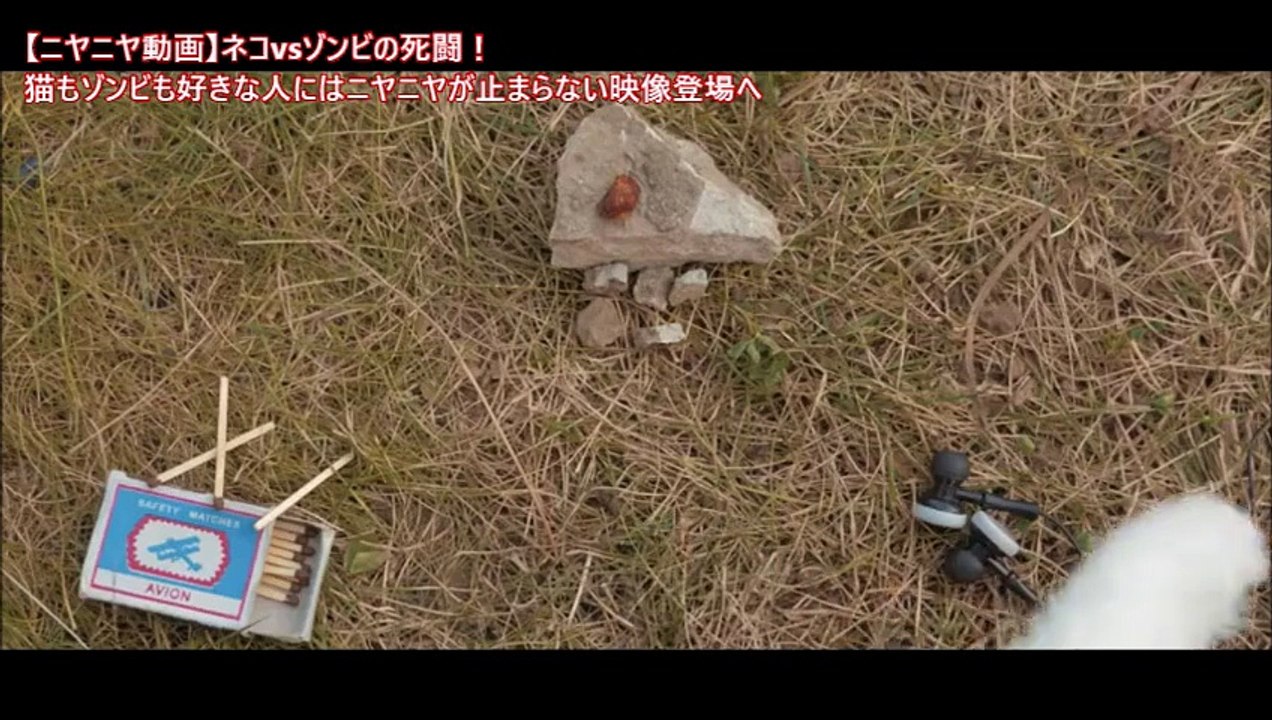 【ニヤニヤ動画】ネコvsゾンビの死闘！猫もゾンビも好きな人にはニヤニヤが止まらない映像登場へ