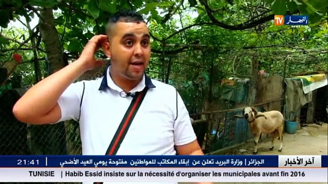 Les Combats Des Moutons En Algerie 2015 -  Rapotage Ennahar TV