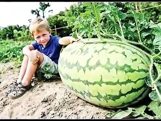 Les choses les plus grande  dans le monde -اكبر الاشياء في العالم