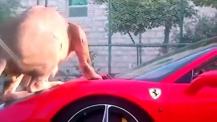 Lion as pet - Only in Dubai