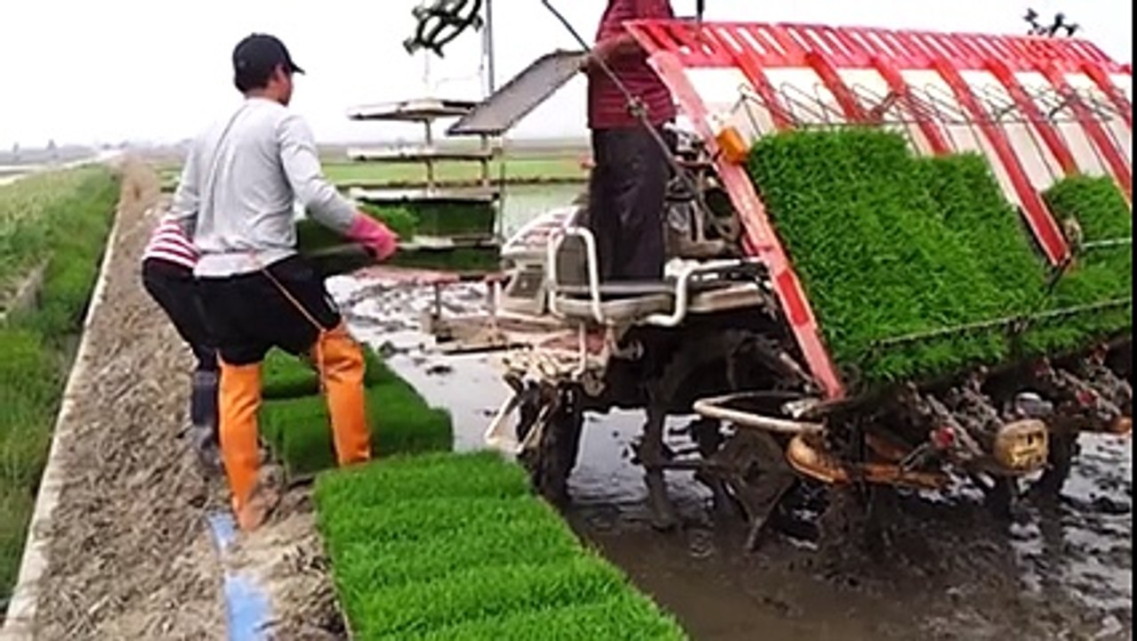 amazing Technology for rice growing