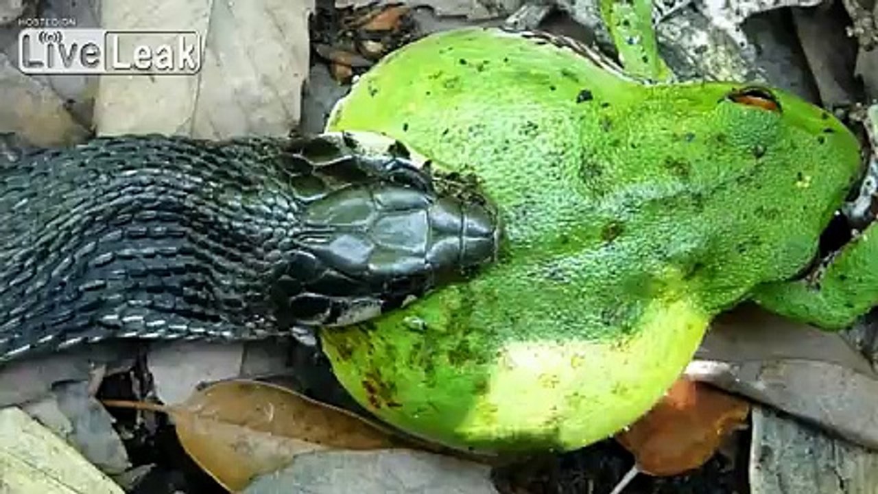 SNAKE EATS A BIG FROG!    -HIGH DEFINITION-