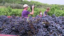 Guillaume Bodin, vigneron-cinéaste engagé contre les pesticides