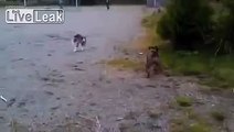 Cat Scares the Crap Out of Dog