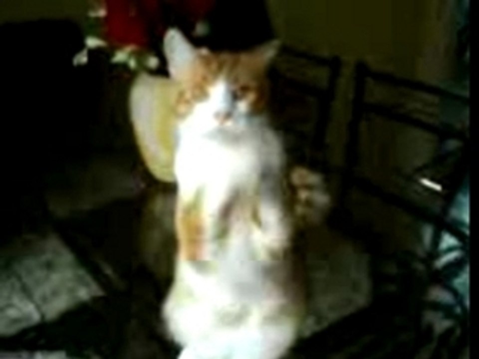 chat qui danse