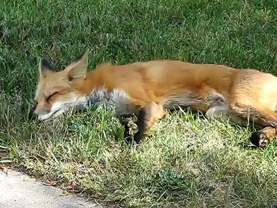 The Tail-less Fox
