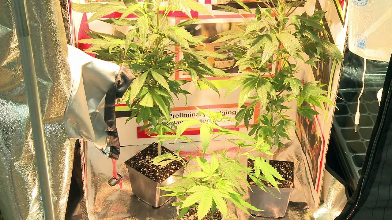 Washington sieht das Gras wachsen