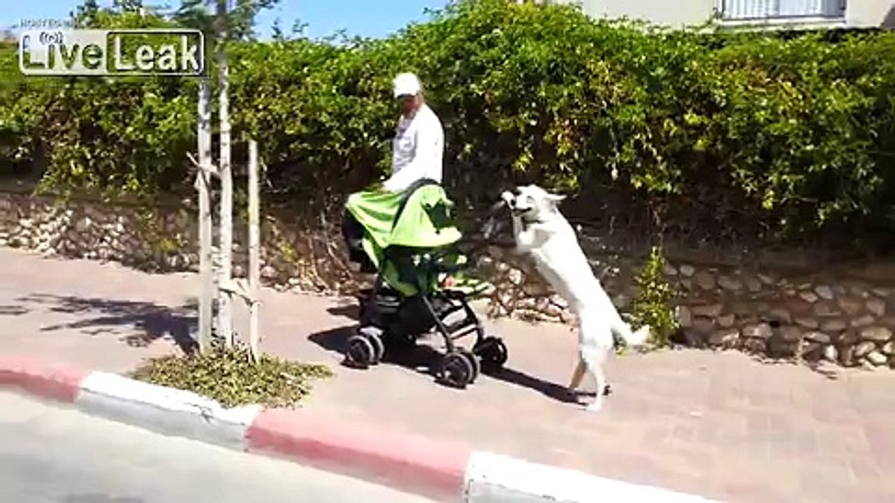 Baby Walker