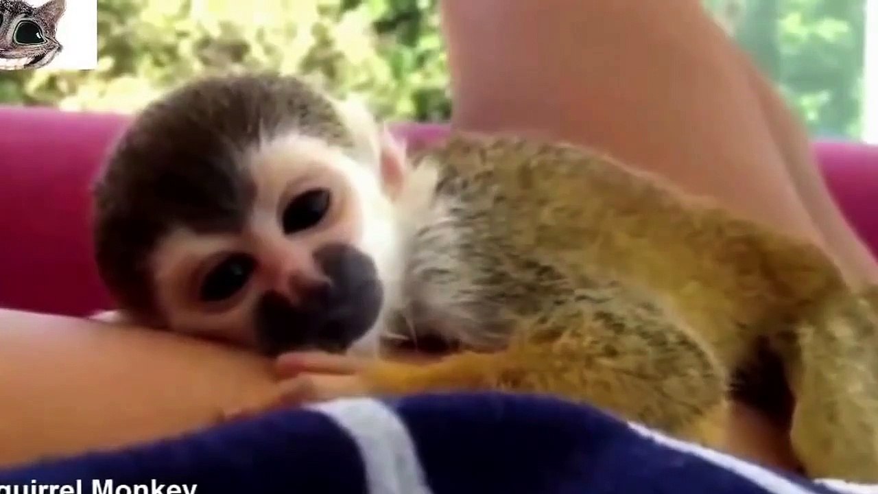 Des Vidéos Drôles Pour Les Enfants 2014 - C'Est Drôle Et Mignon Bébé Animaux Compilation 2014