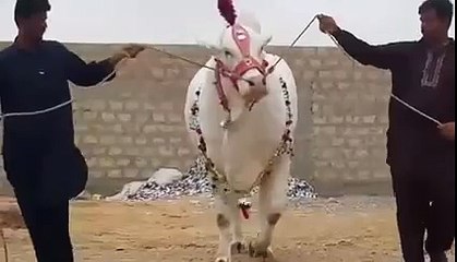 Pakistan Cattle White Beauty, 50 Lacs only 2015