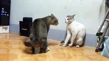 cats fighting very funny /////