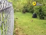 Cat VS Rabbit.... Rabbit is so so fast