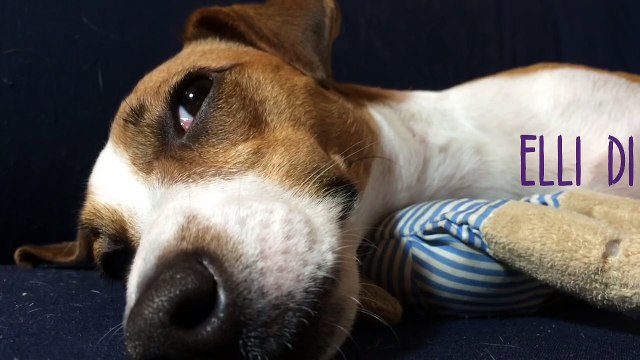 Собака спит, джек рассел терьер отдыхает. Собаки - лучшие питомцы!