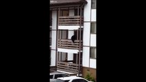 Bear climbs condo building