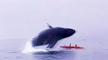 Whale kayak couple- 'We thought we were going to die' -
