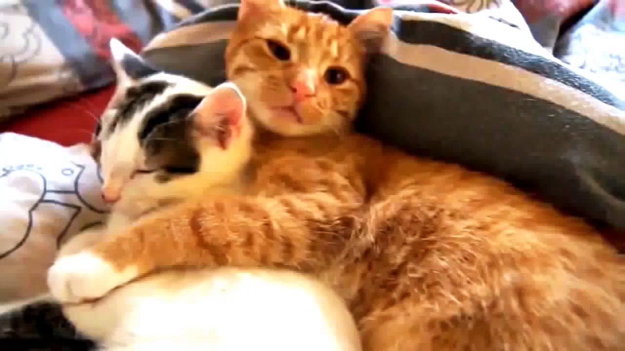 Lucu Kucing Video Yang Akan Membuat Anda Tertawa Begitu Keras Kau Menangis [Full Episode]