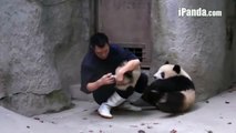 When you really don't want your injection... Pandas resisting to be injected... Cute!