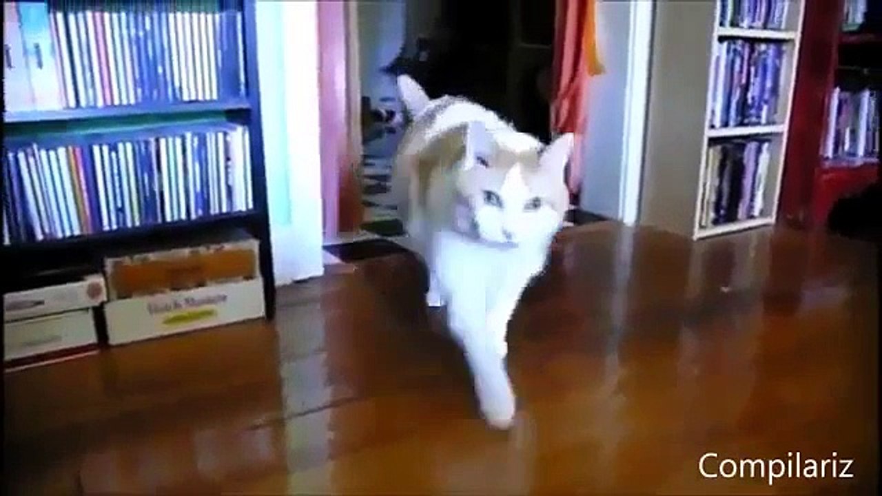 'Hello' Cats Compilation