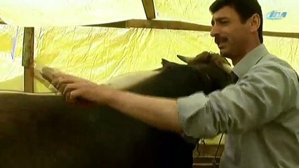 Kurbanlıkları türkü söyleyerek yetiştiriyor