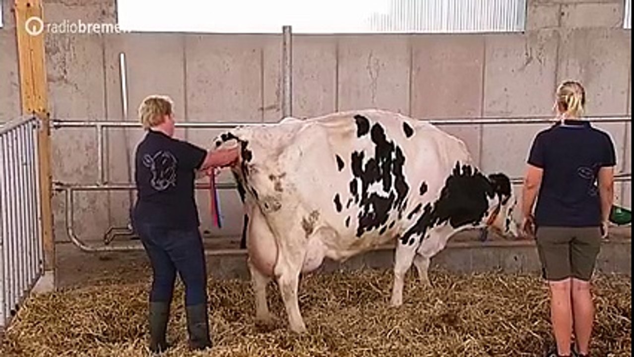 How Cow Born Baby cow