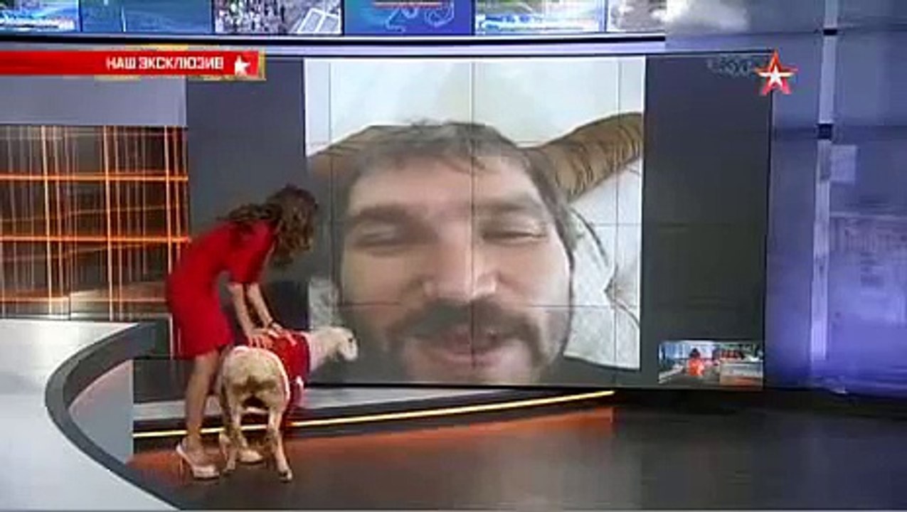Hockey Player received Sheep for his 30th birthday live on Russian TV...Alex Ovechkin - Washington NHL