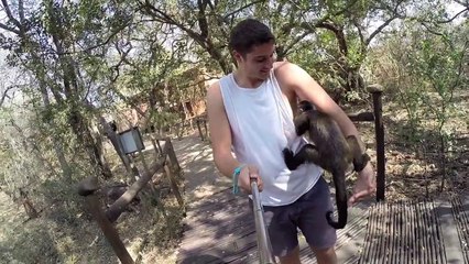 Friendly monkey climbs under mans clothes