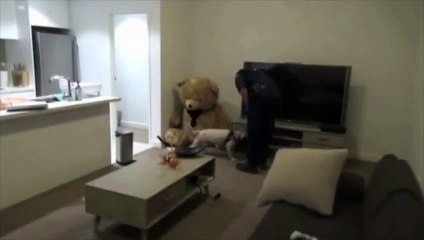 La police australienne trouve des armes dans un ours en peluche géant