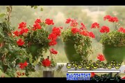 Baryalai Samadi Pashto new Album Afghan Hits Vol 7 2015 song Mayan Yum Pa Ta Wari Lailo