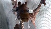 So curious giraffes... Hilarious animals