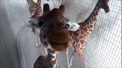 So curious giraffes... Hilarious animals