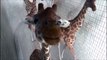 Des girafes très très curieuses! Adorable...