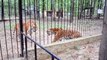 Two adult Tigers fighting in a Zoo