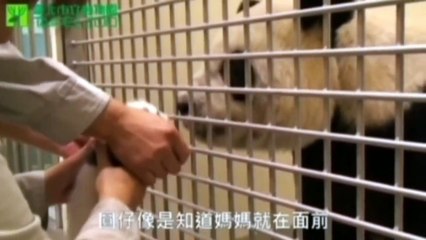 Panda cub meets mother in emotional first encounter since birth