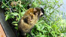Baby Monkeys in a Japanese Zoo