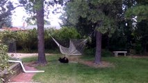 Adorable bear cub plays in hammock