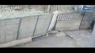 Kid throws cat over a fence, where two dogs are