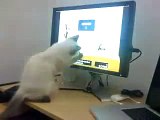 Atari oynayan kedi