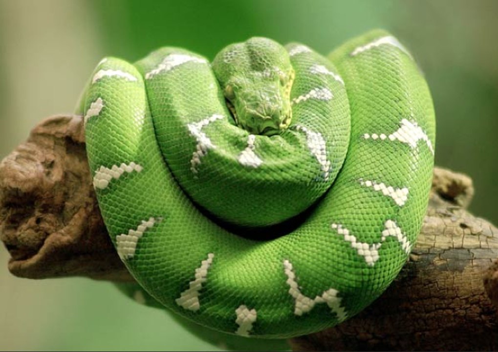 Un énorme serpent aperçu à Roissy !!!