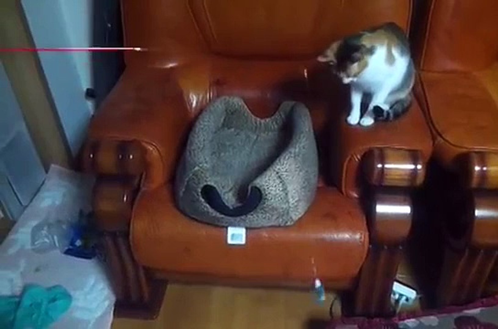 ⁣Cat Teases Cat