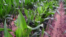 Caterpillars' Clever Trick Enables Them To Eat More Corn Plants