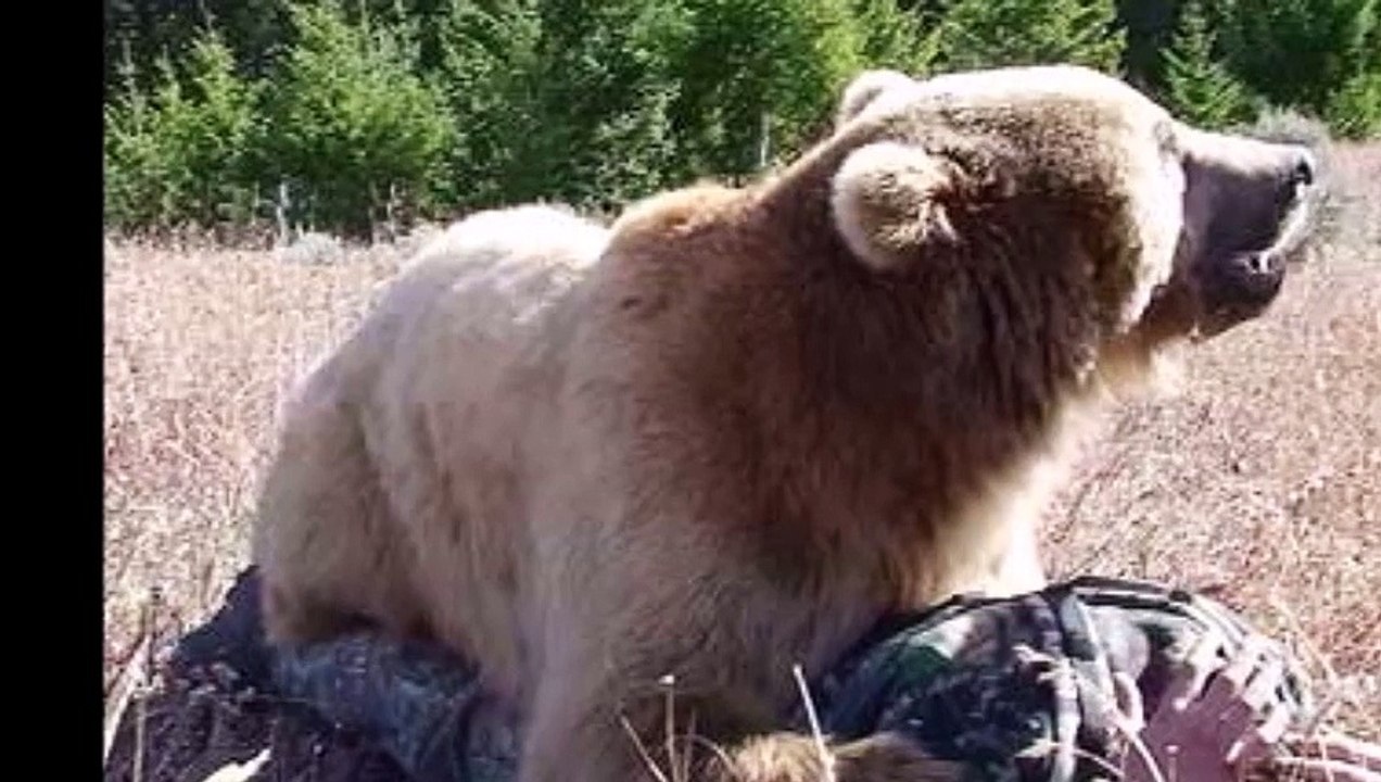 Bear Attack Human