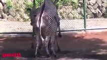 ZEBRA MATING ANIMAL MATING New Video