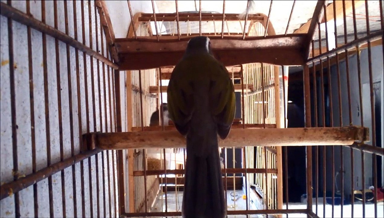 Trinca Ferro Boi Clássico 5 Notas x Boi Clássico 4 Notas